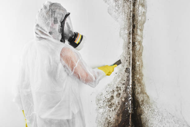 Best Attic Mold Removal  in Bunnell, FL