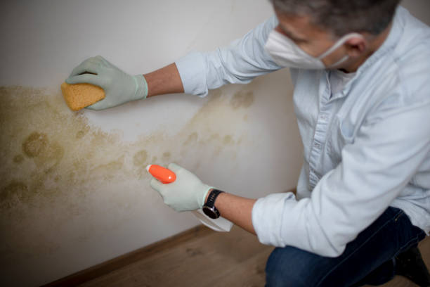 Best Mold Cleaning Services  in Bunnell, FL