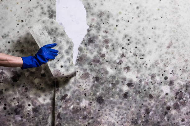 Best Commercial Mold Removal  in Bunnell, FL