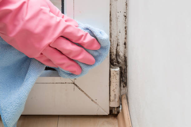 Best Toxic Mold Removal  in Bunnell, FL