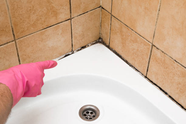 Best Mold Removal and Inspection  in Bunnell, FL